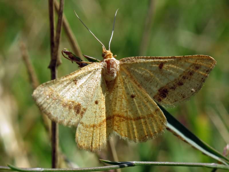 Isturgia arenacearia (Denis & Schiffermuller, 1775)